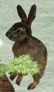 European Rabbit