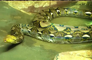 Rolling Hills Zoo Retic Python