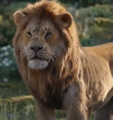 Simba (Live-Action) as Beast