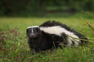 Skunk as Chomper