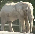 Tronto Zoo Elephant.png (556 KB)