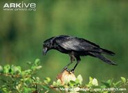 Carrion-crow