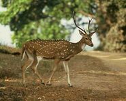 Chital as Megaloceros giganteus