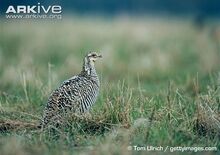 Female-greater-prairie-chicken.jpg