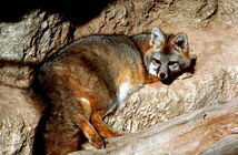 Fox, Grey.jpg