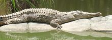 Freshwater-crocodile.jpg