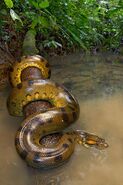 Green Anaconda as Yellow Anaconda