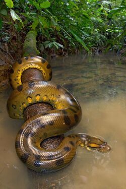 Green Anaconda The Parody Wiki Fandom Green Anaconda The Parody Wiki Fandom