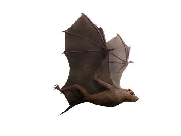 rolly bat