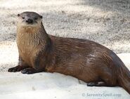 North American River Otter as Fundy