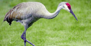 Sandhill Crane as Blue crane