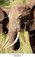 T69-2000513 Elephant.jpg (84 KB)