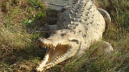 Virginia Zoo Crocodile