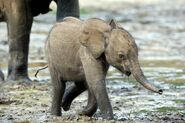 African Forest Elephant Calf