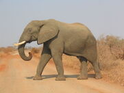 African elephant (Kruger National Park, South Africa)