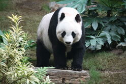 Ailuropoda melanoleuca.jpg