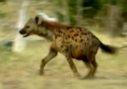 Animal Atlas Hyena