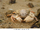 Blunt-Spined Euryplacid Crab