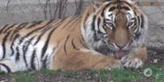 Buffalo Zoo Siberian Tiger.png (2.21 MB)