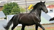 Canadian Horse.jpg