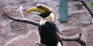 Chester Zoo Hornbill