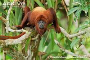 Colombian-red-howler-monkey-male-portrait