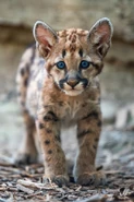 Mountain Lion Cub as Mowgli