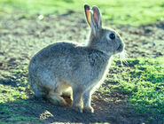 European rabbit (Oryctolagus cuniculus)