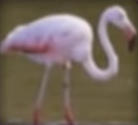Flamingo-disneythinkfast