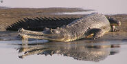 Gharial00