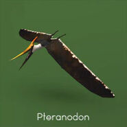 Pteranodon longiceps