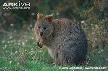 Quokka.jpg