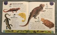 Reptiles and Amphibians Dictionary (15)