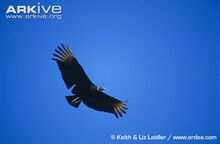 American-black-vulture-in-flight.jpg