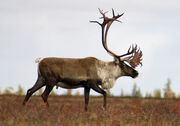 Caribou, Barren-Ground