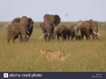 Cheetah-walking-in-front-of-elephants-B75WP9.jpg (119 KB)