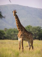 Reticulated Giraffe as Nicholas "Lanky" Smith