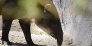 LA Zoo Tapir