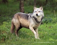 Northwestern Wolf as Dilophosaurus