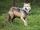 Northwestern Wolf