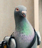 Seamus as Lance Sterling (Pigeon)