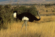 Somali ostrich.jpg