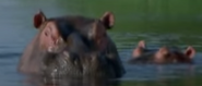 AEK Hippos