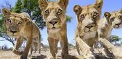 A pride of Lionesses