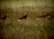 Animal Atlas Roan Antelopes