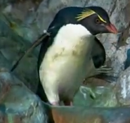 Animal Atlas Rockhopper