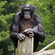 Apeldoorn Apenheul zoo Bonobo