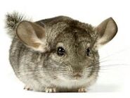 Long-tailed Chinchilla