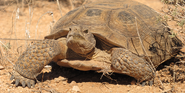 Desert-tortoise dan-fillipi