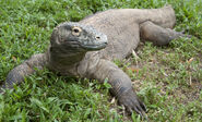 Komodo Dragon as Nile Monitor